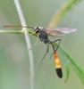 Hellwigia obscura